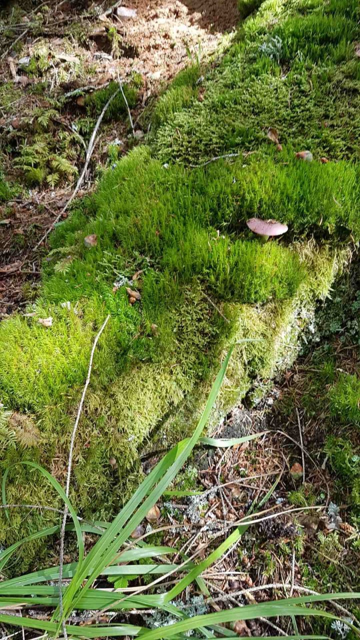 	14 3 Tage auf dem Schluchtensteig im Südschwarzwald